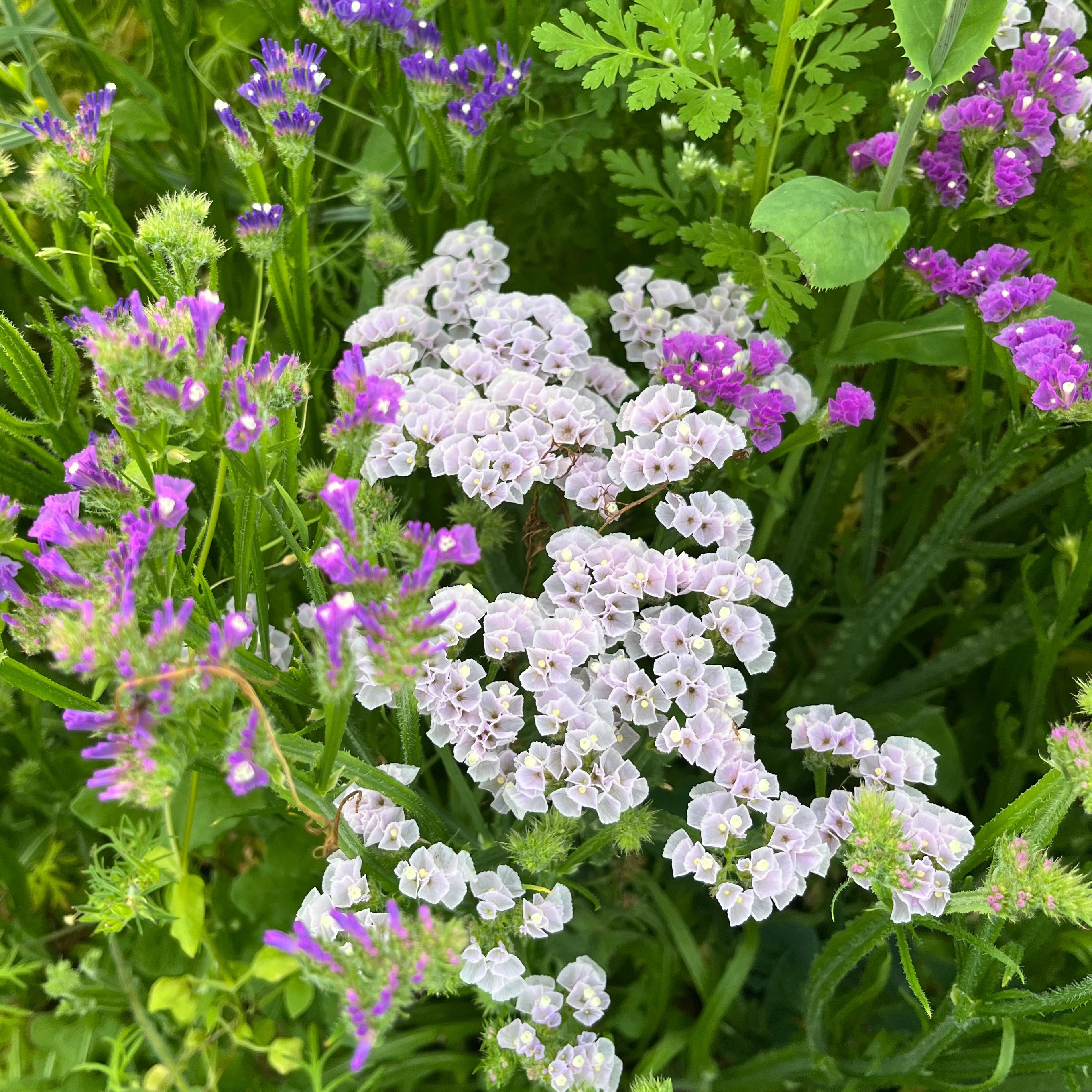 LIMONIUM MIX