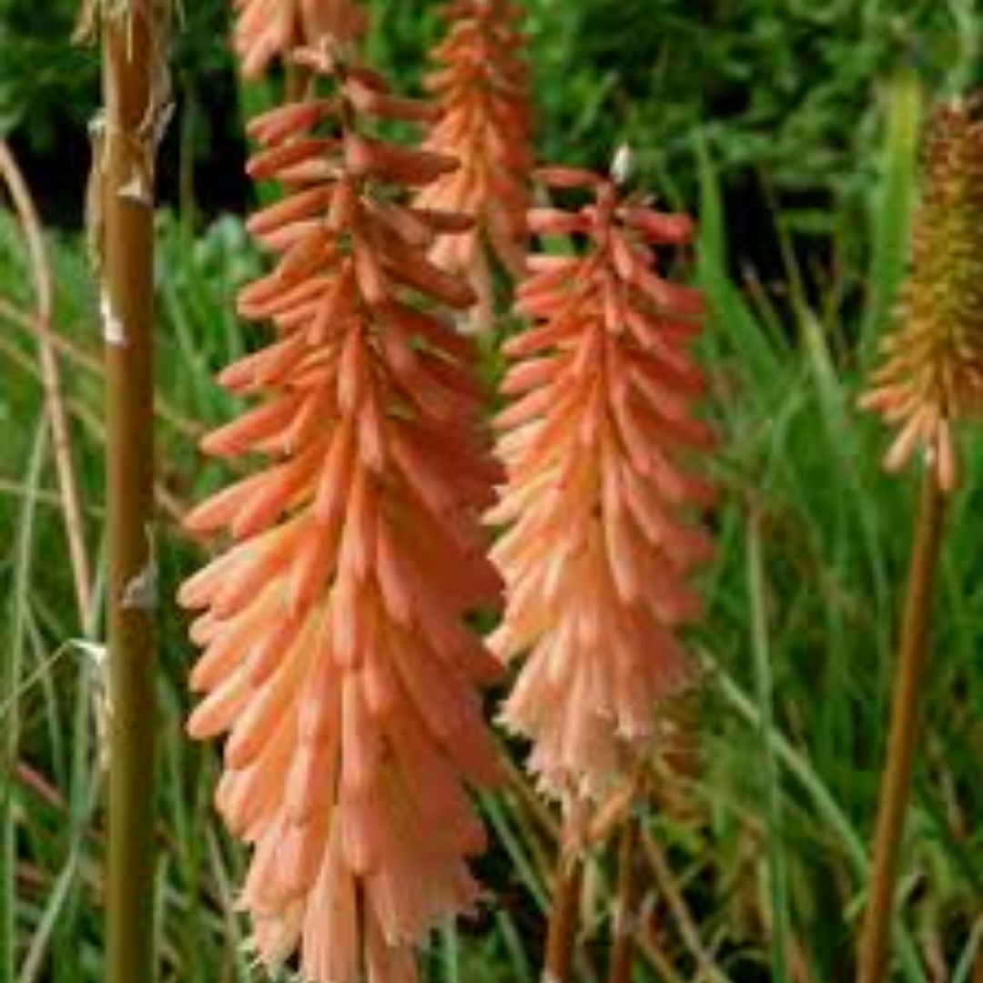 Kniphofia ‘Timothy’