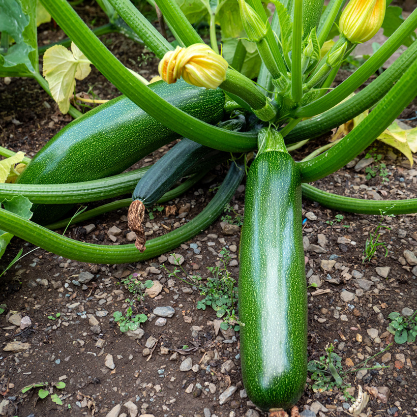 Plants De Courgettes Vertes KIMBER