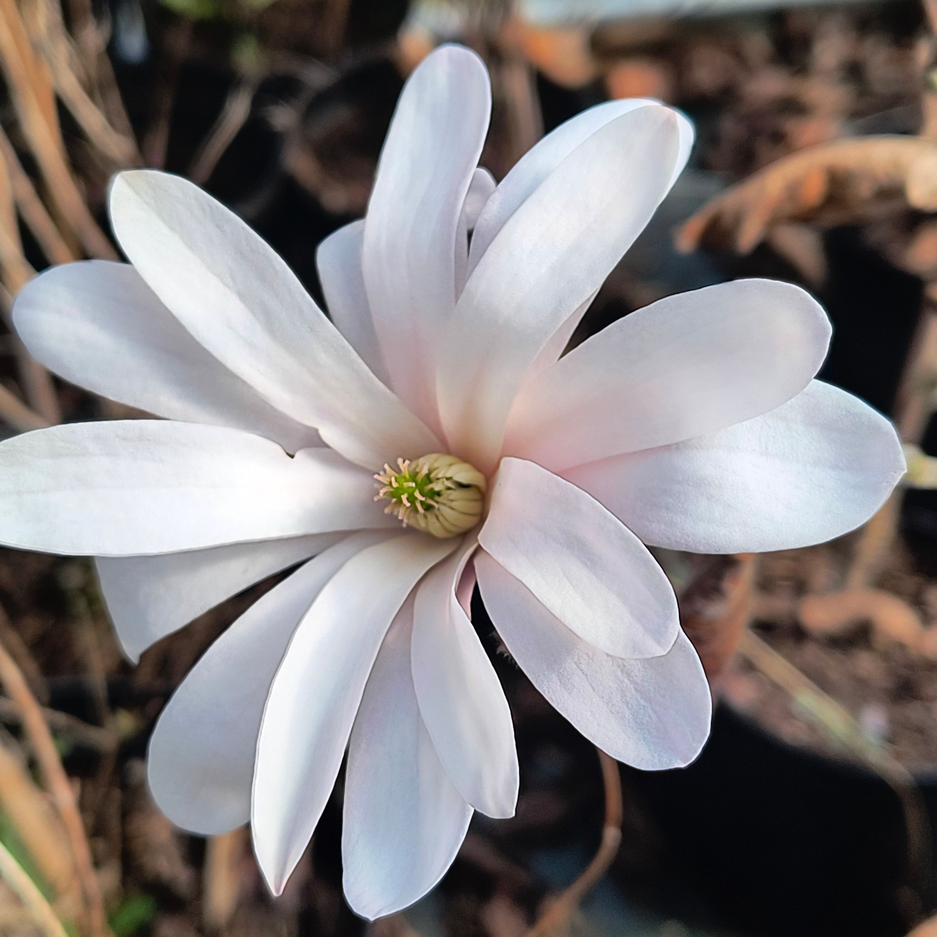 Magnolia étoilé - Magnolia hybrids "Stellata"