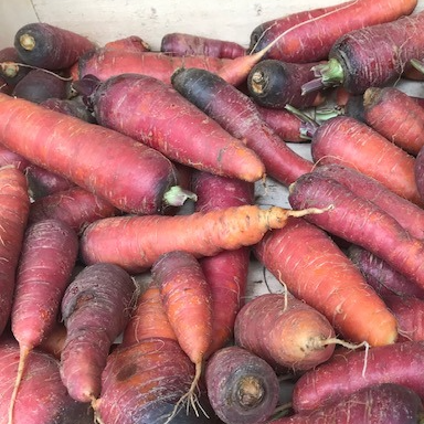 carottes rouges