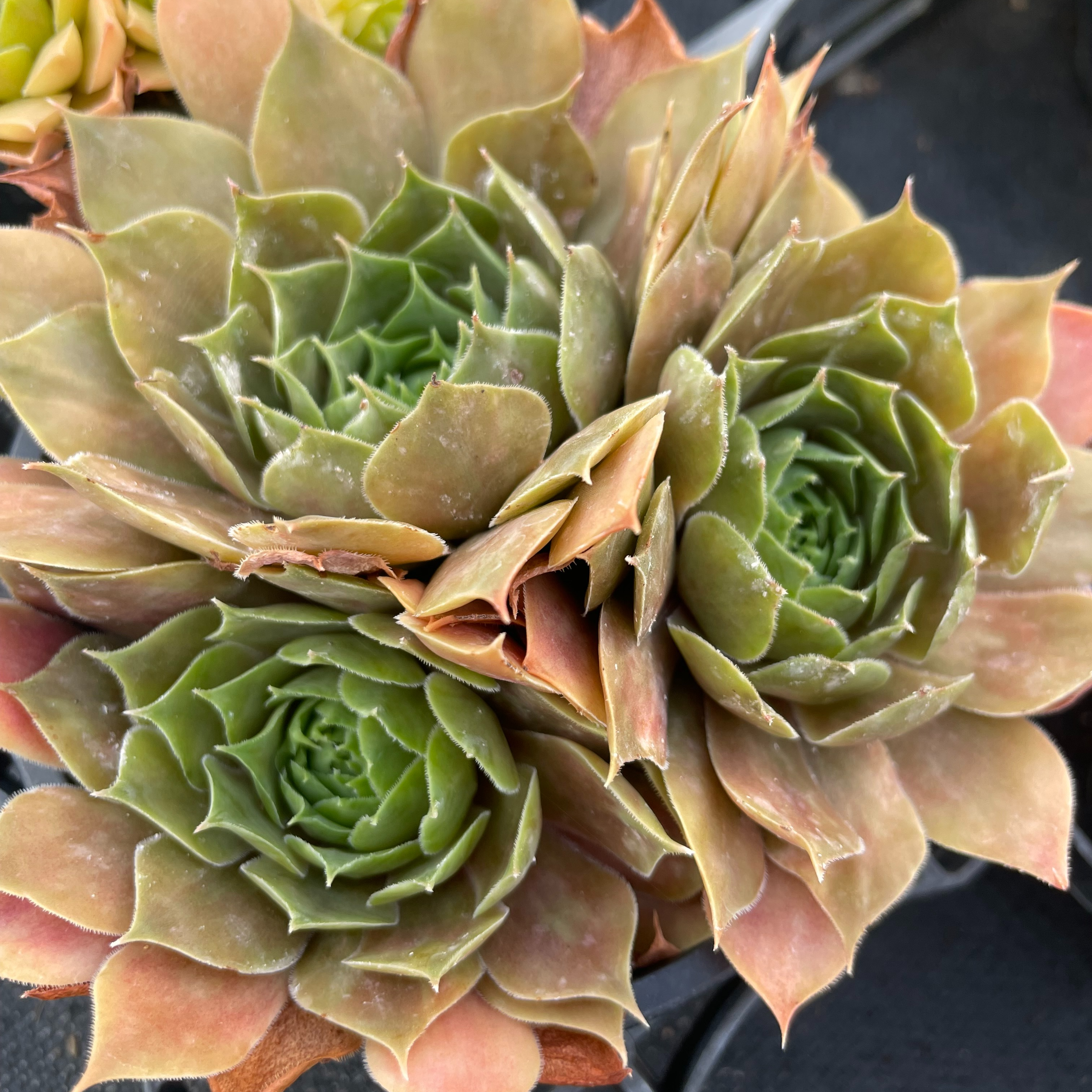 Sempervivum 'Othello'
