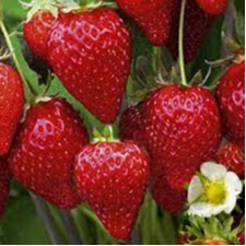 Fraisier Cijosée (remontant) en godet 8 cm