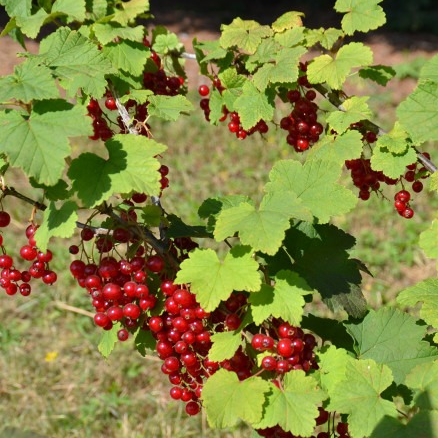 Groseillier 'Junifer' Pot 3L