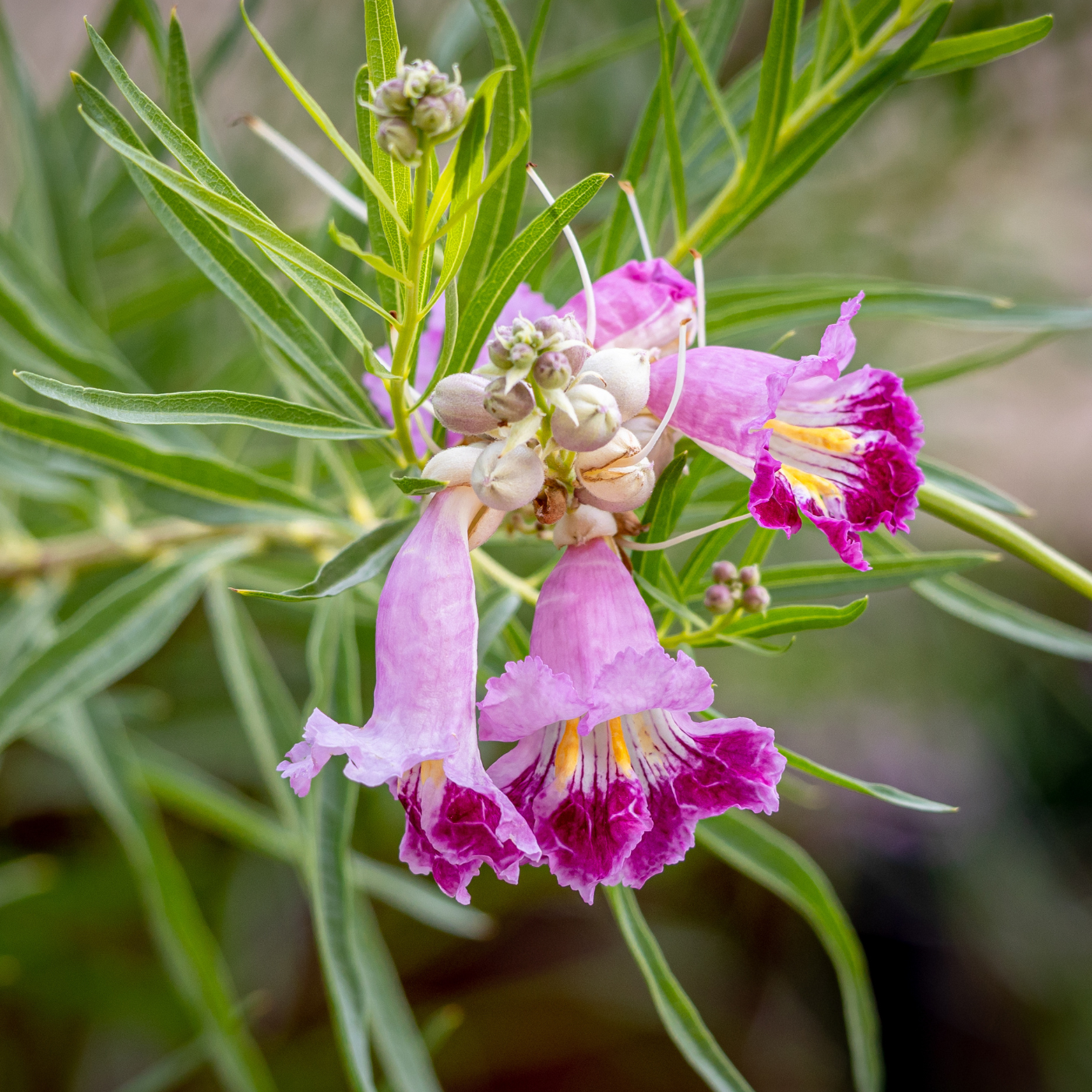 Saule du désert, Chilopsis linearis