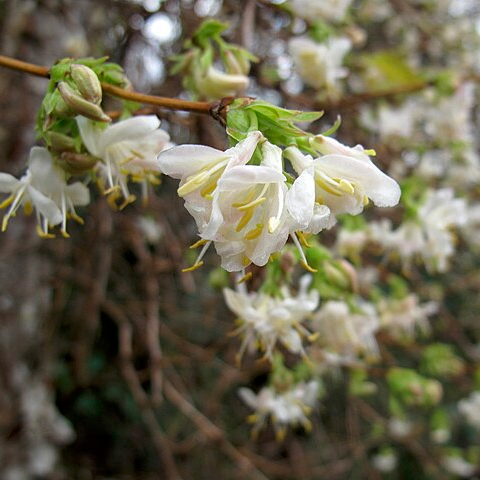 Chèvrefeuille 'Winter Beauty' - pot 1L