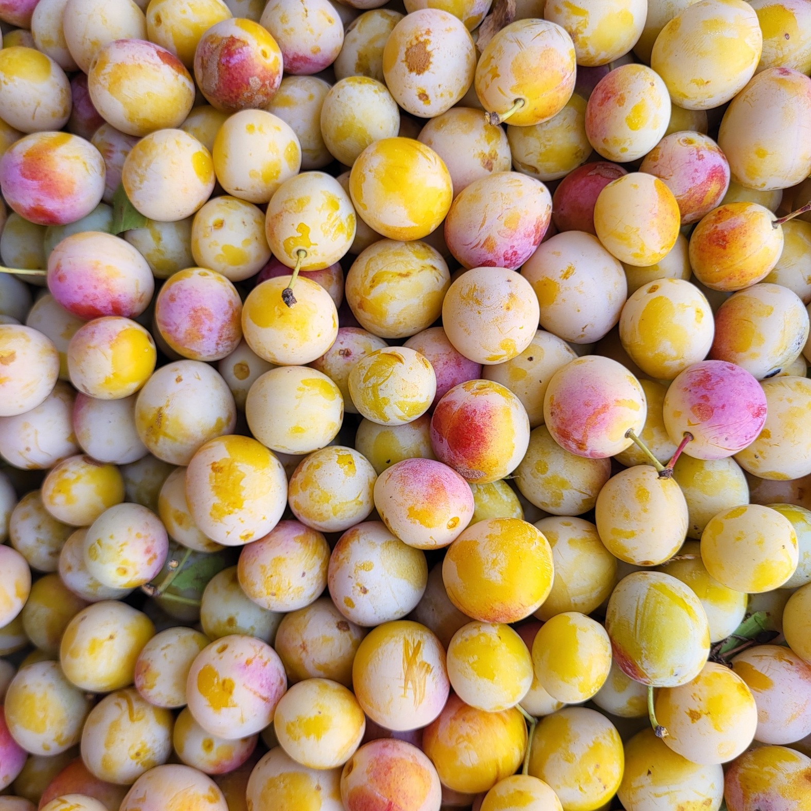 Mirabelles des Chanottes