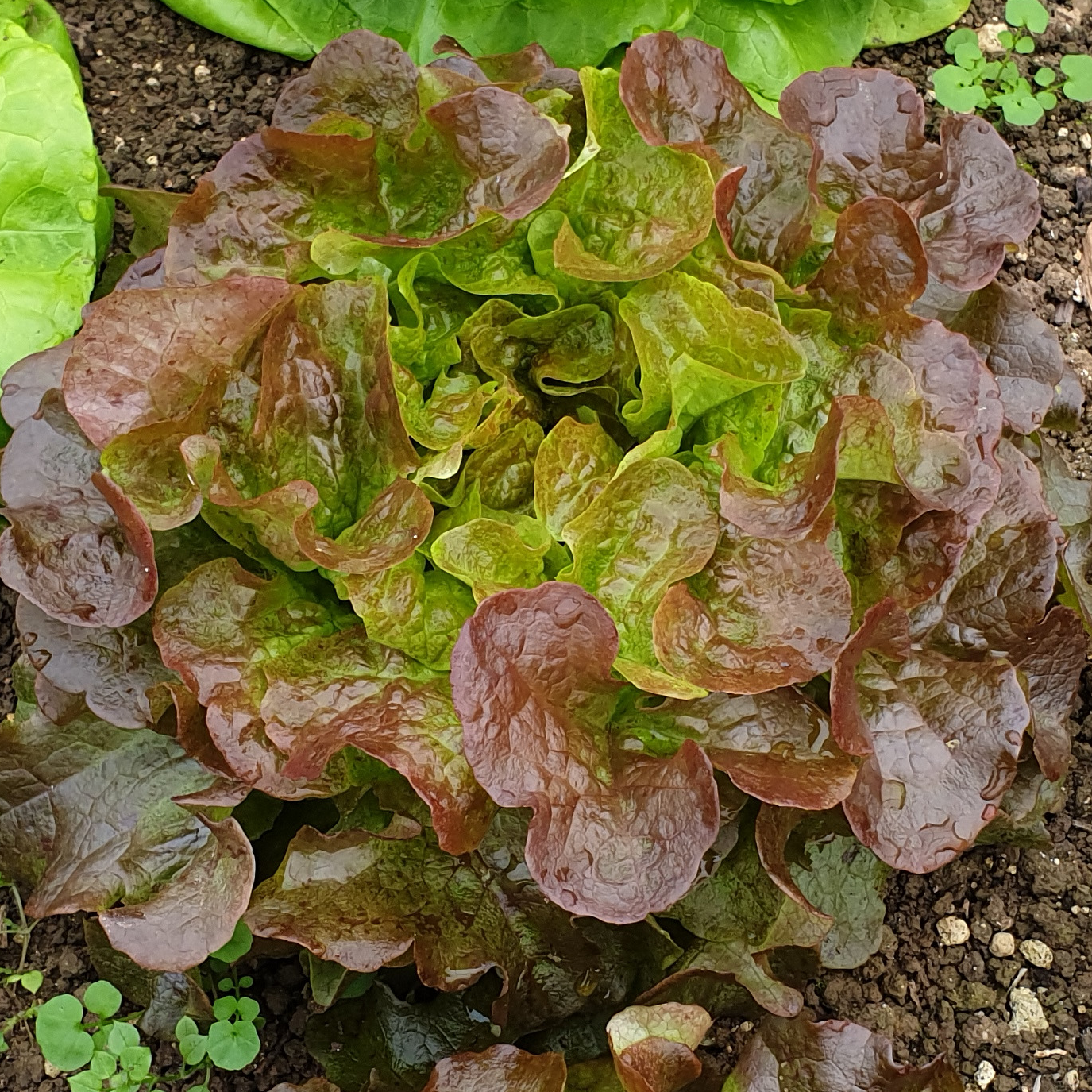 Salade Feuille De Chêne Rouge