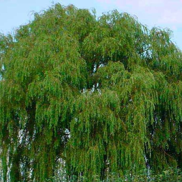 Saule pleureur doré - Salix sepulcralis "Chrysocoma"