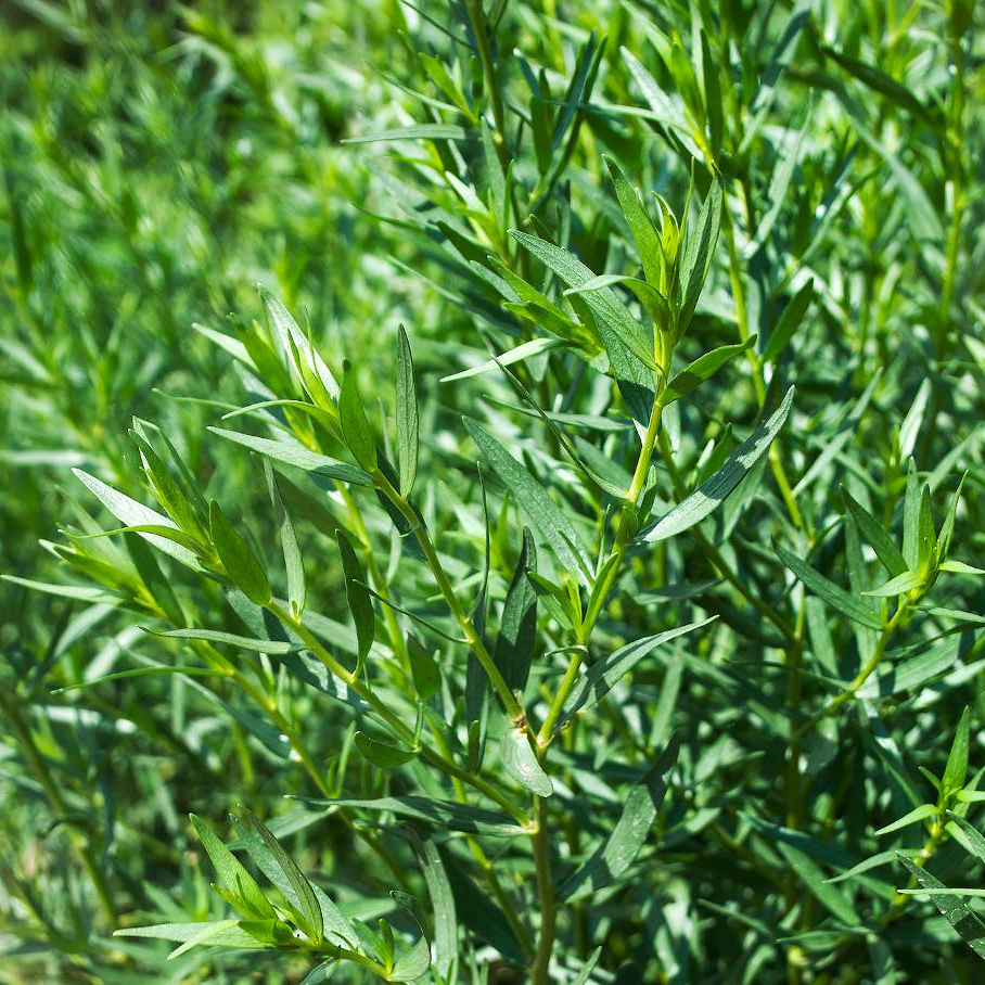 Estragon, feuilles • Plante simple - 30g