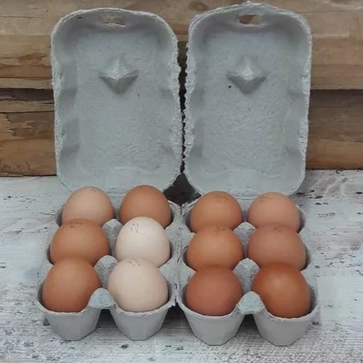 Œufs x12