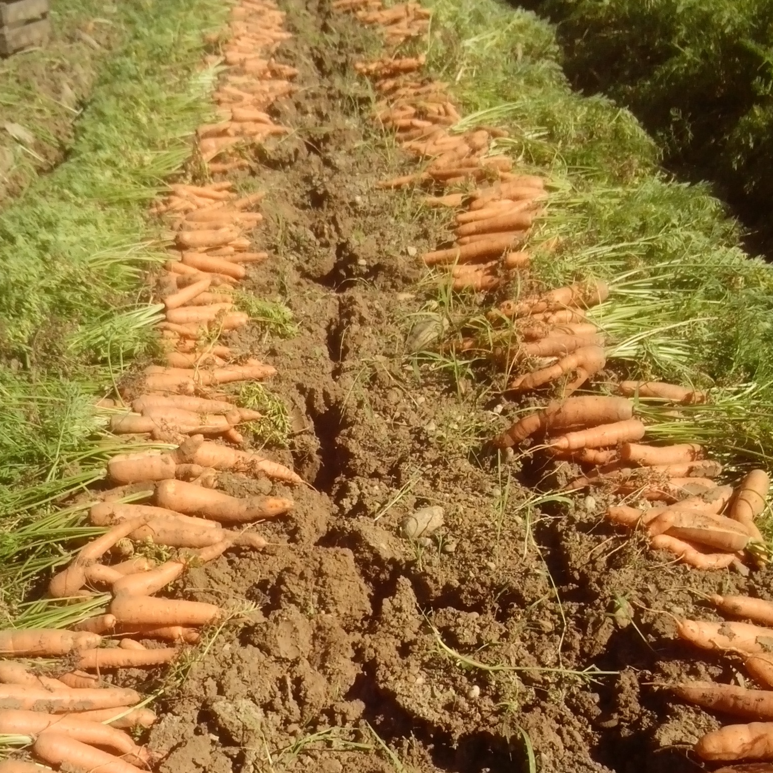 Filet de 5 kg de carottes tordues, petites (purée, soupe, jus) - 10kg