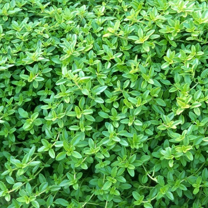 Plant de Thym Citron