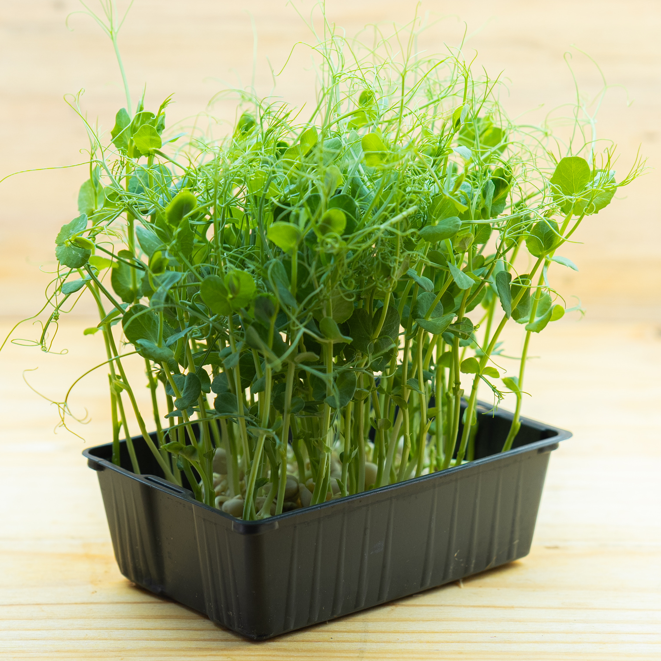 Mp-Petits Pois Vrillés Bio