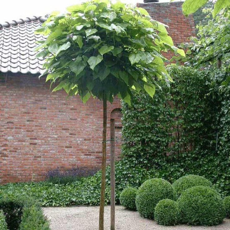 Catalpa boule - Catalpa bignonioides "Nana"