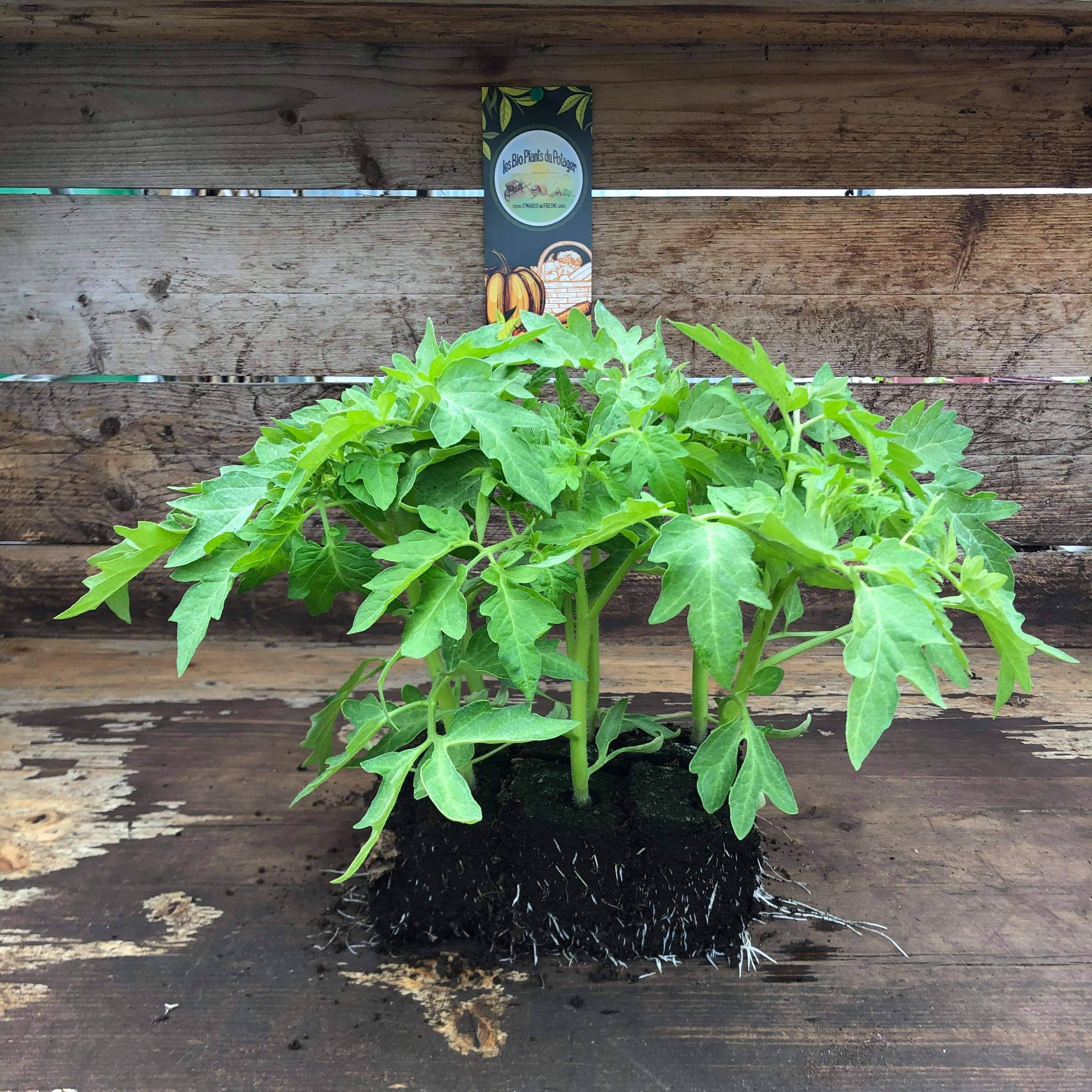 Plant Tomate Cerise Poire Jaune - 300g