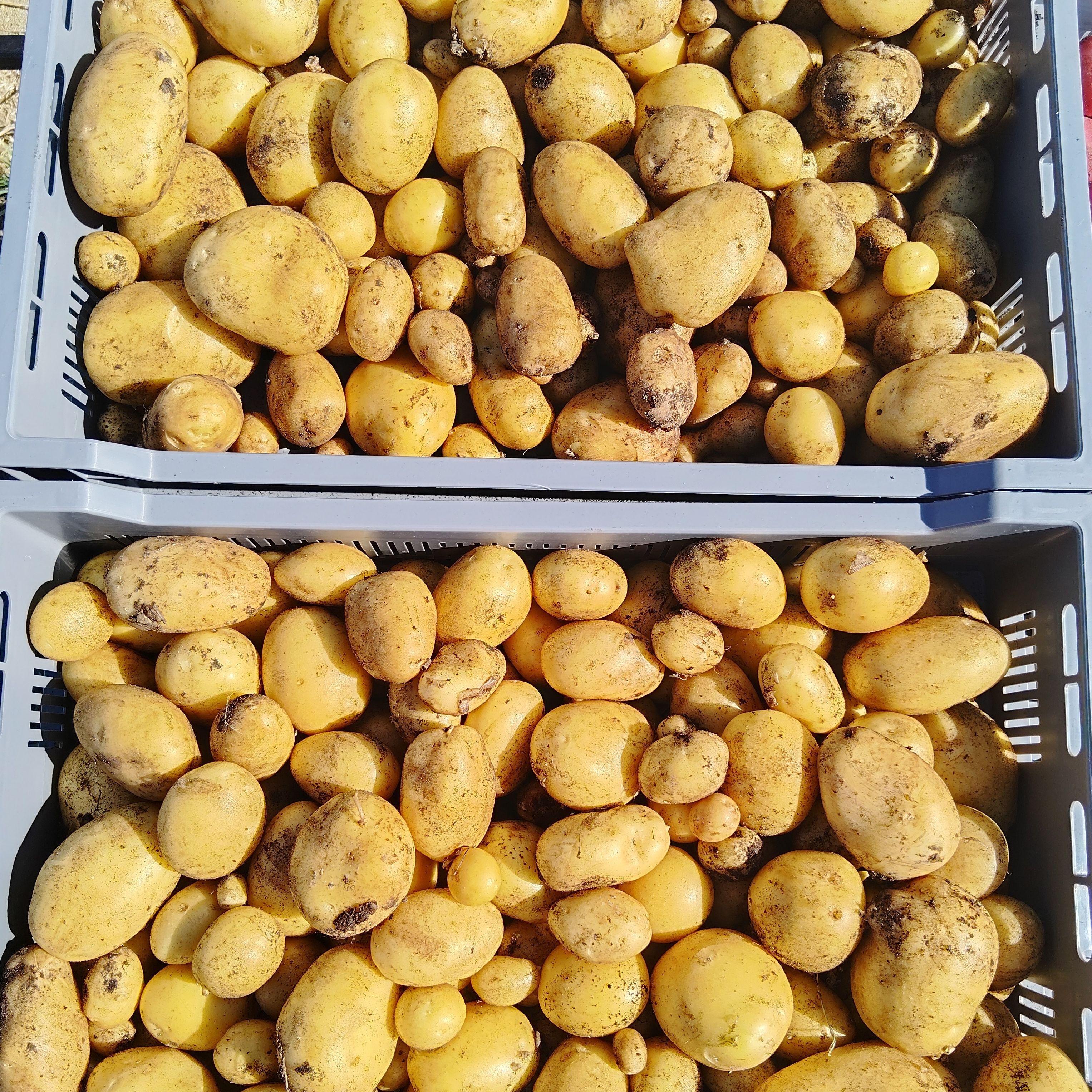 Pomme de Terre primeur jaune