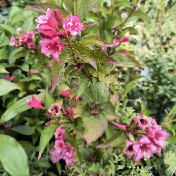 Weigelia hybrida "Bristol Ruby"