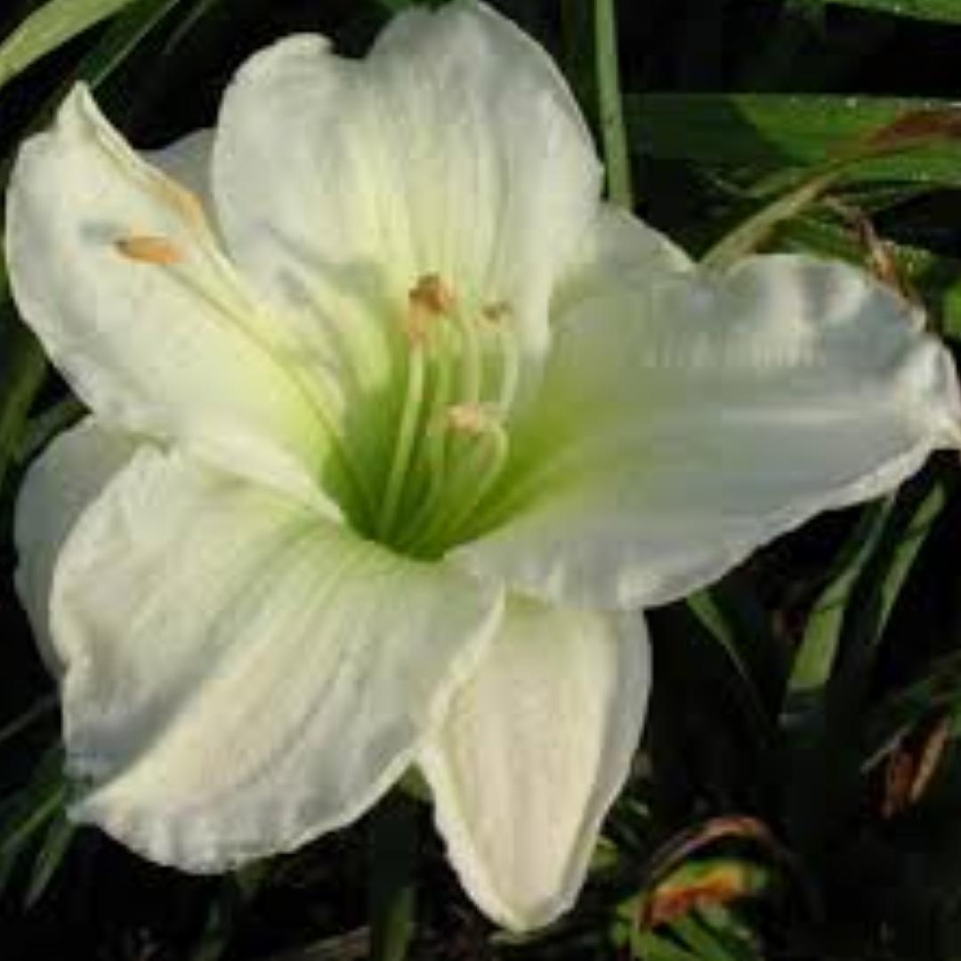 Hemerocallis ‘Genttle Shepherd’