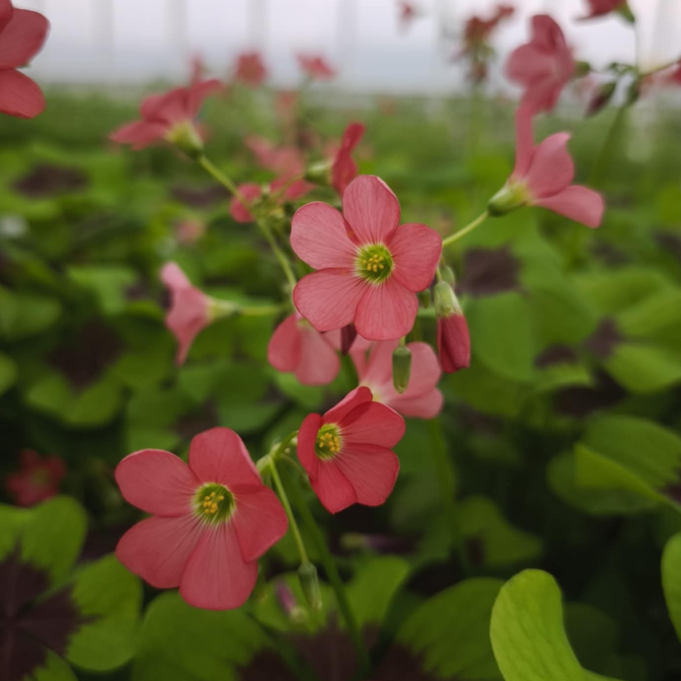 Oxalis rouge