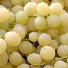 Raisin blanc Italia