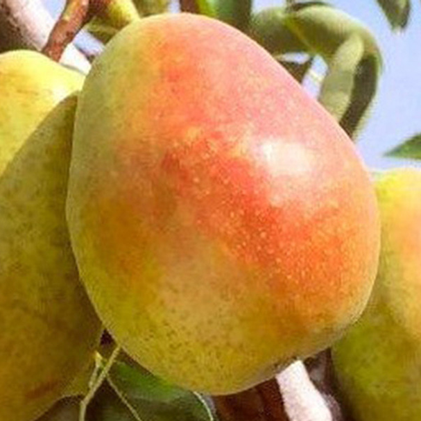 Doyenné de Comice - Très vigoureux