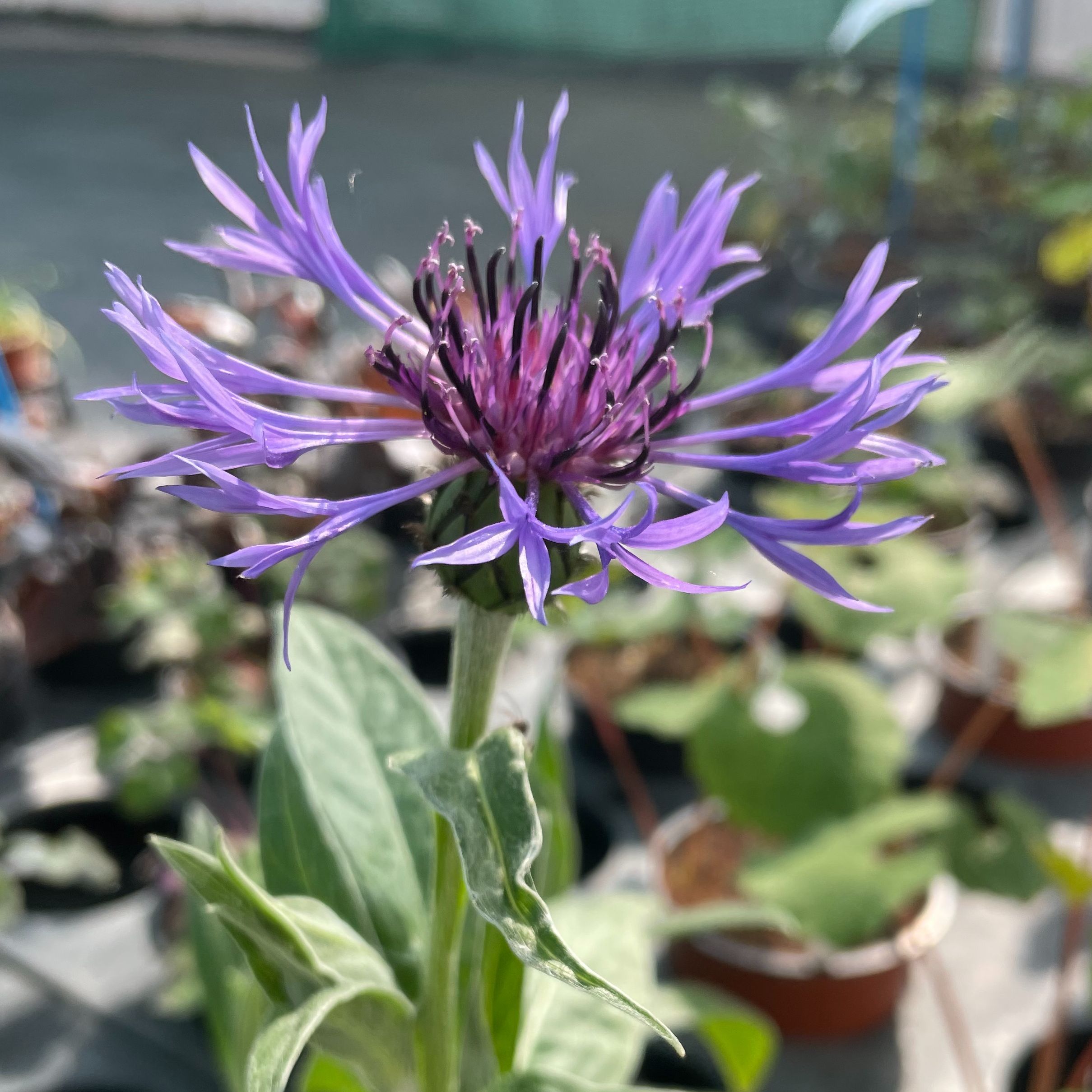 Centaurea montana