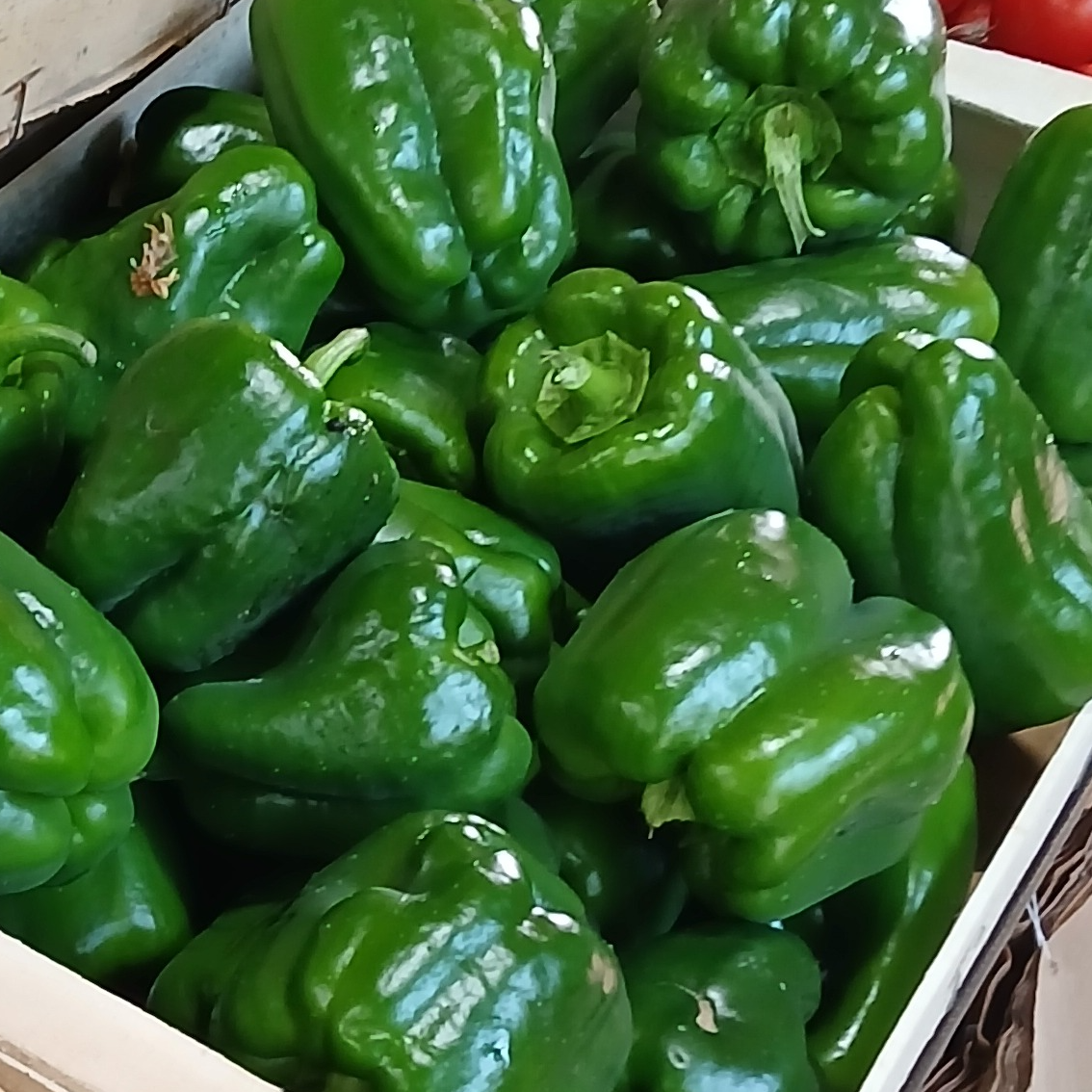 Poivron vert