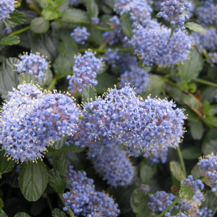 Céanothe rampante bleue - Ceanothus thyrsiflorus repens
