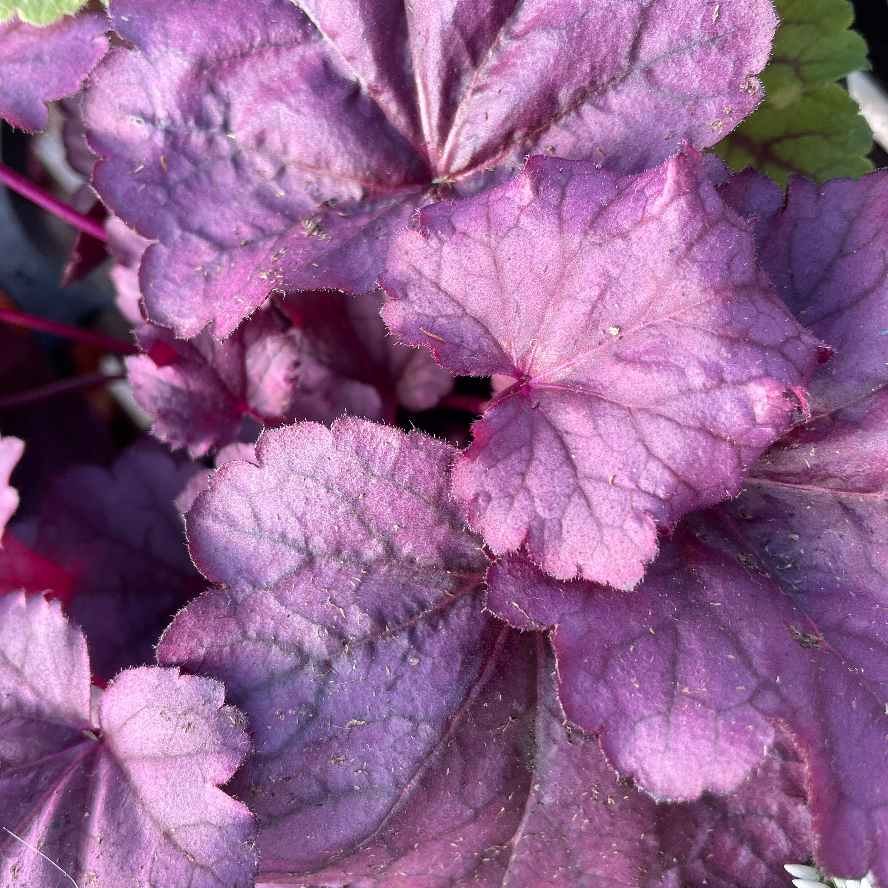 Heuchera 'Pink Panther'