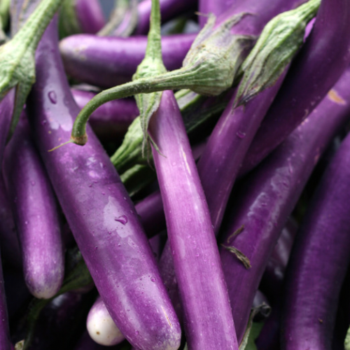 AUBERGINE Japanese pickling Bio
