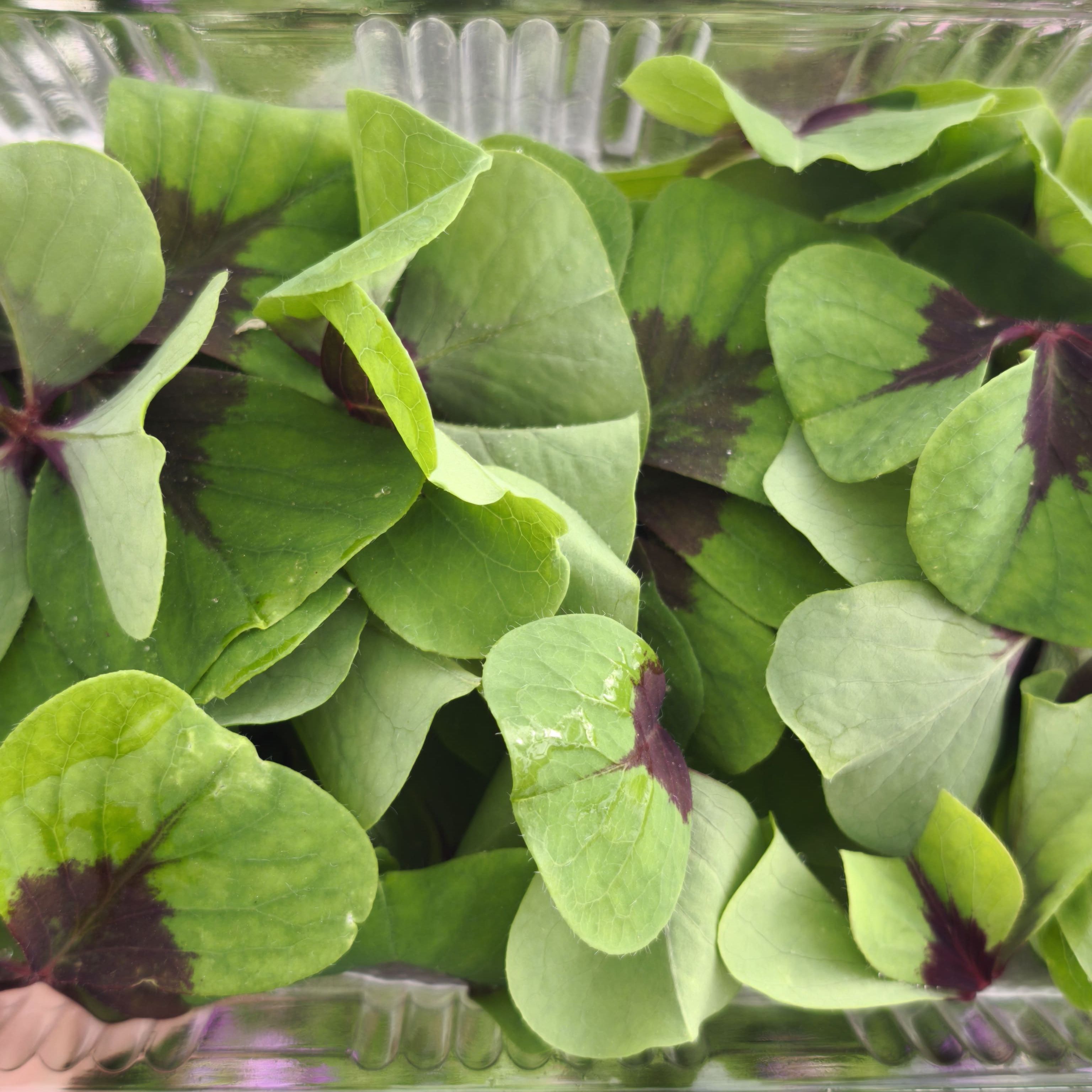 Oxalis bicolore (grande) x20F