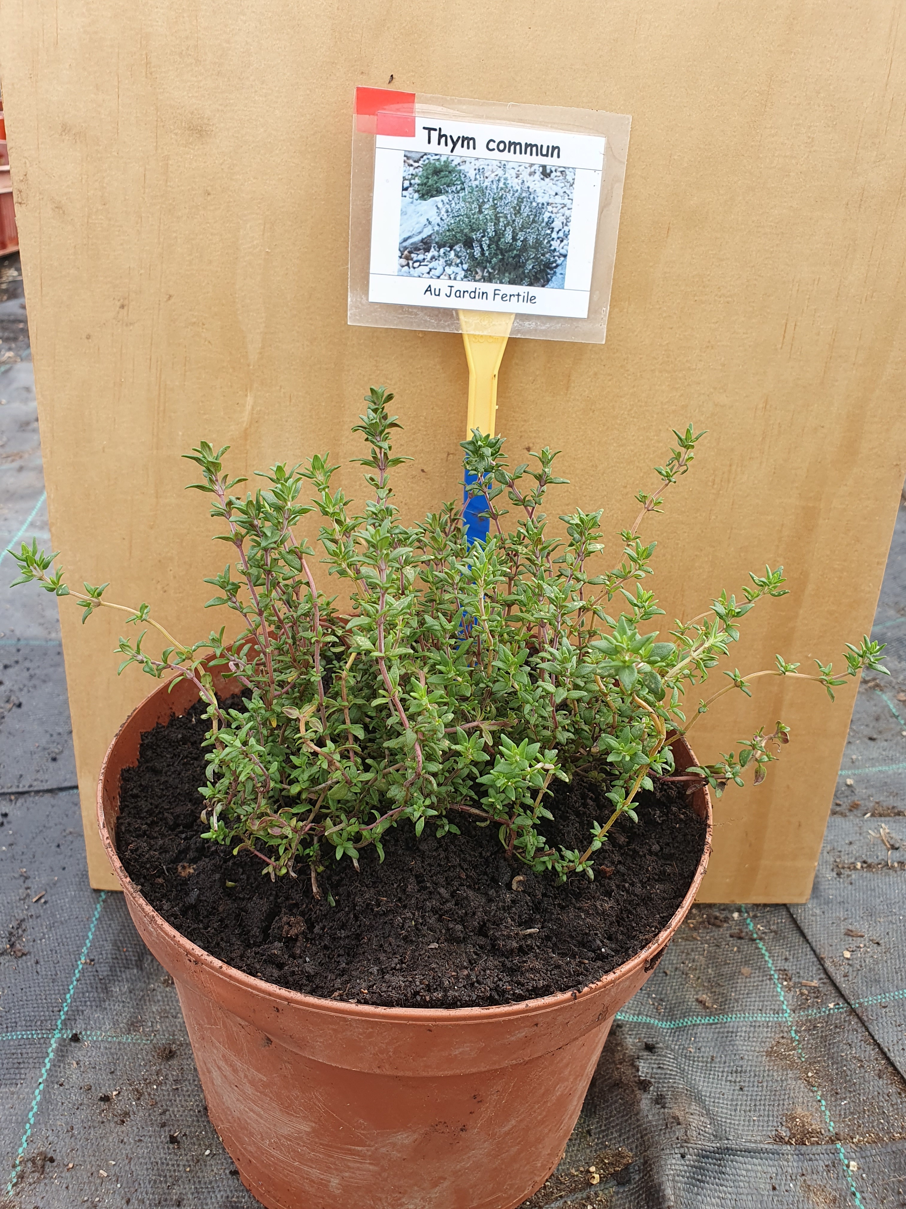 Plant Thym commun (petit)