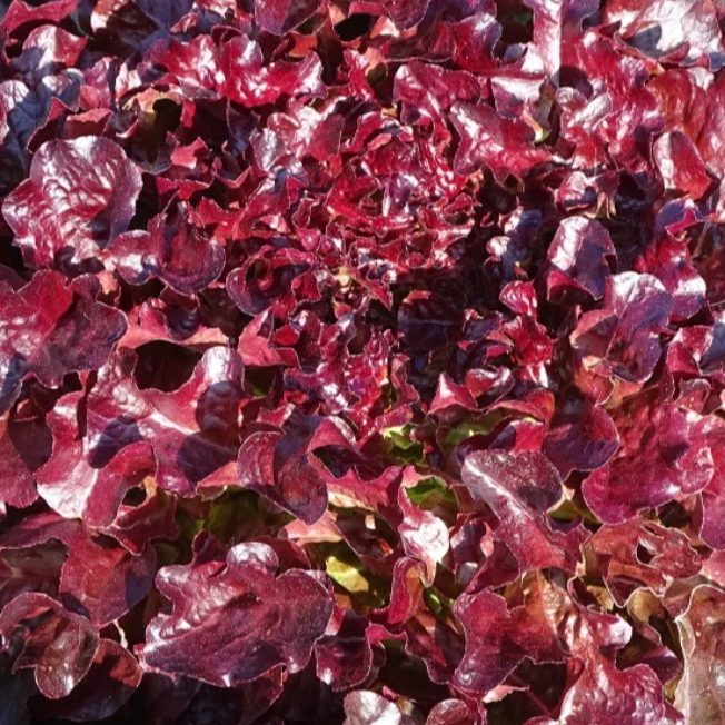 Salade Feuille de chêne rouge