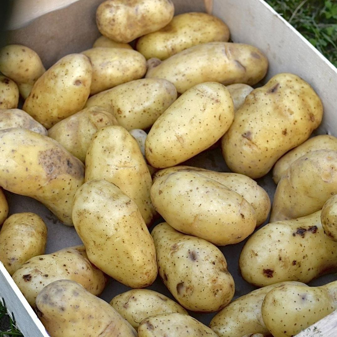 Pomme de terre Belle de fontenay