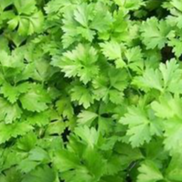 Persil / Petroselinum crispum fuss. (AB)