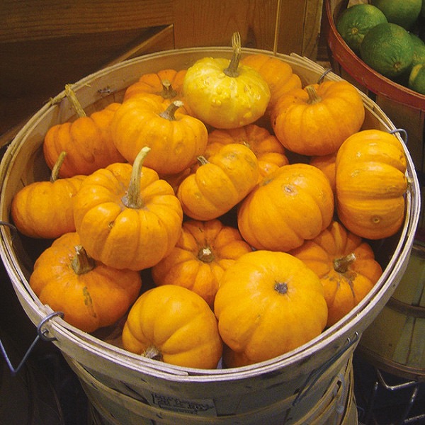 Plant Jack Be Little - 150g