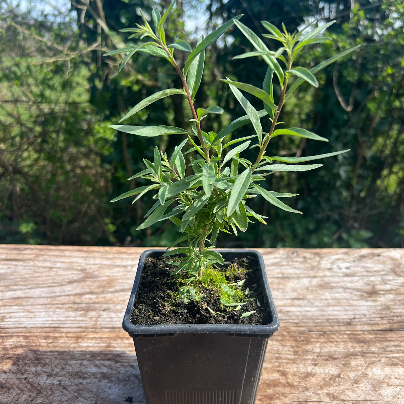 Plant Verveine D'Argentine Bio - 650g