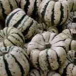 Courge Patidou - 0,5kg