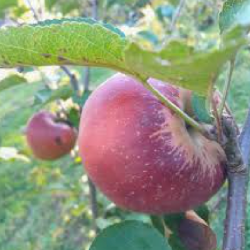 Pommier 'D'enfer' / Em7 Racines nues