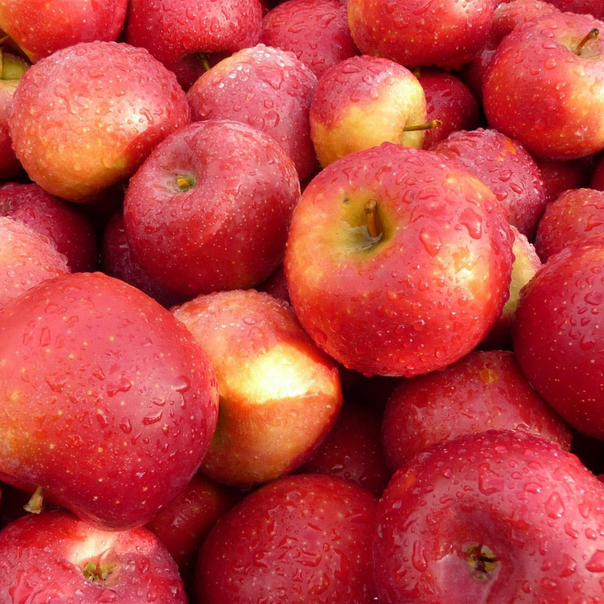 Pomme MELROSE (pièce)