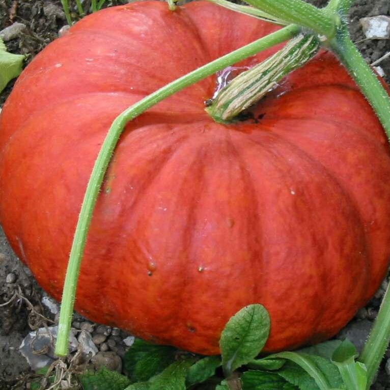 ROUGE VIF D'ETAMPES