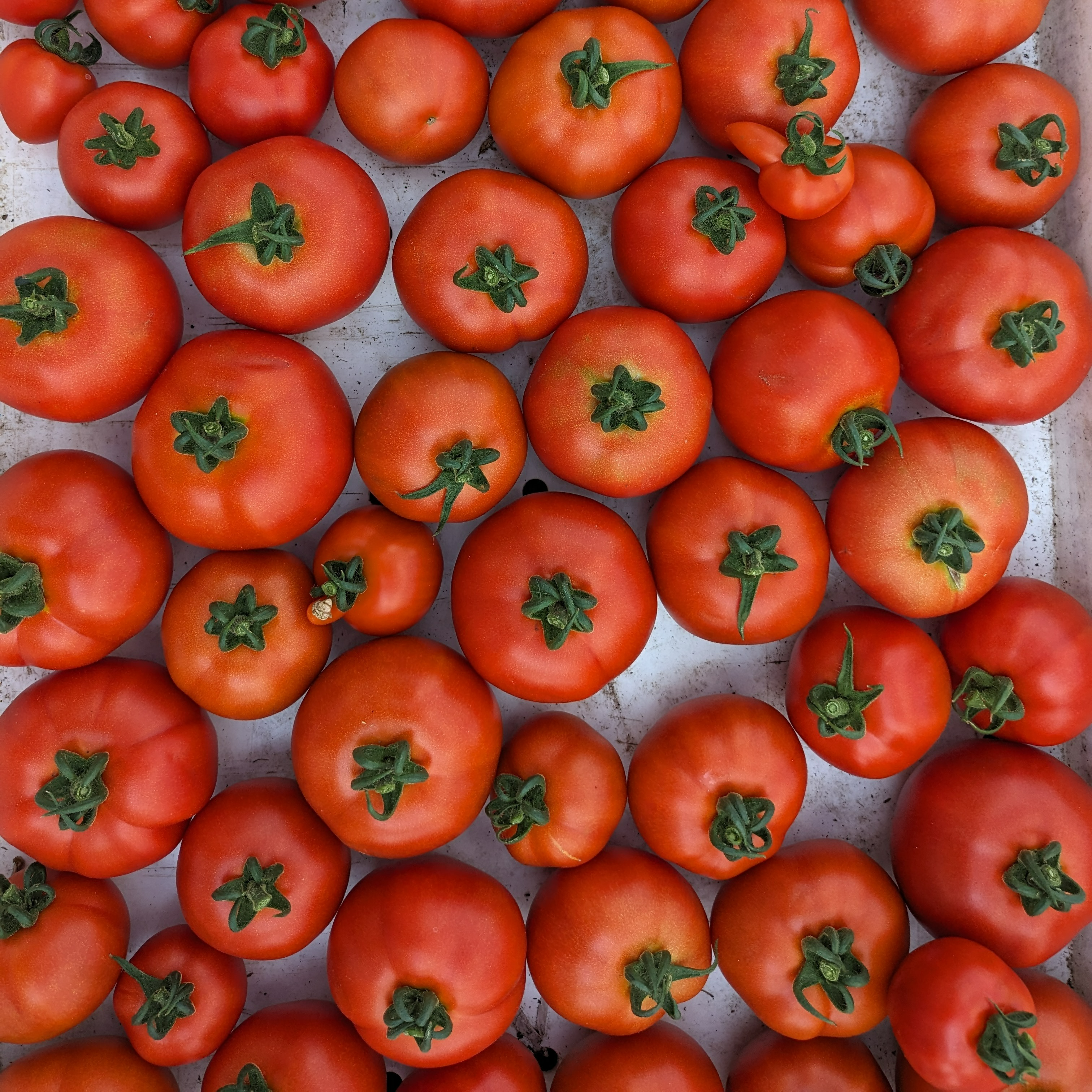 Tomates rouges