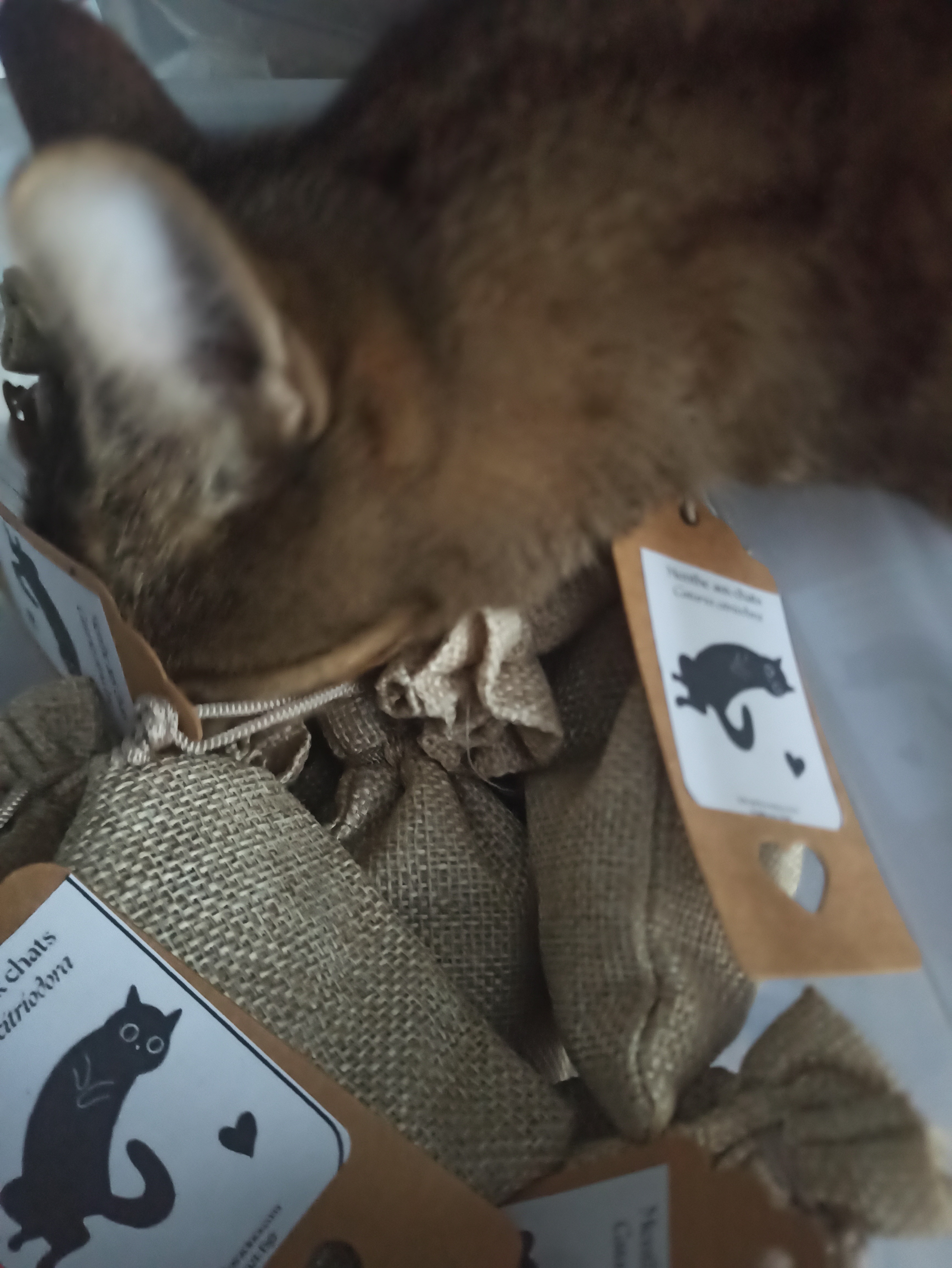 "Menthe aux chats" ou Cataire - 20g