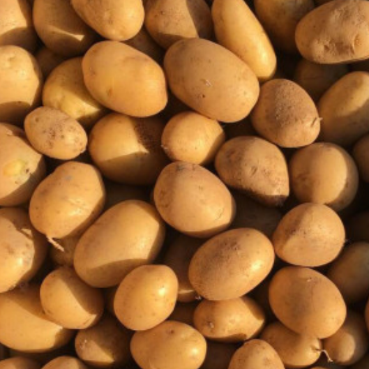 Pommes de terre primeures