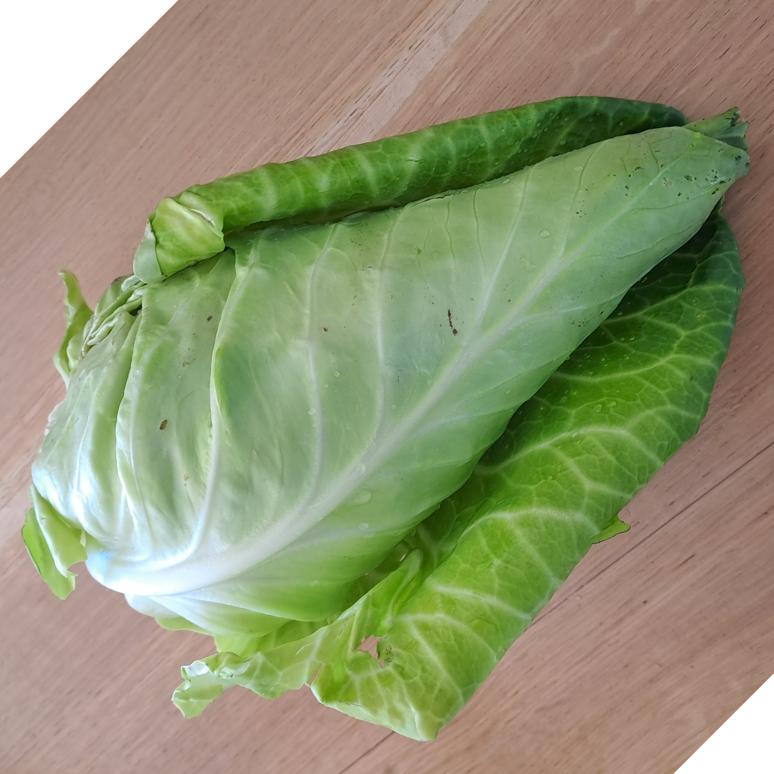 Chou pointu - 1,2kg