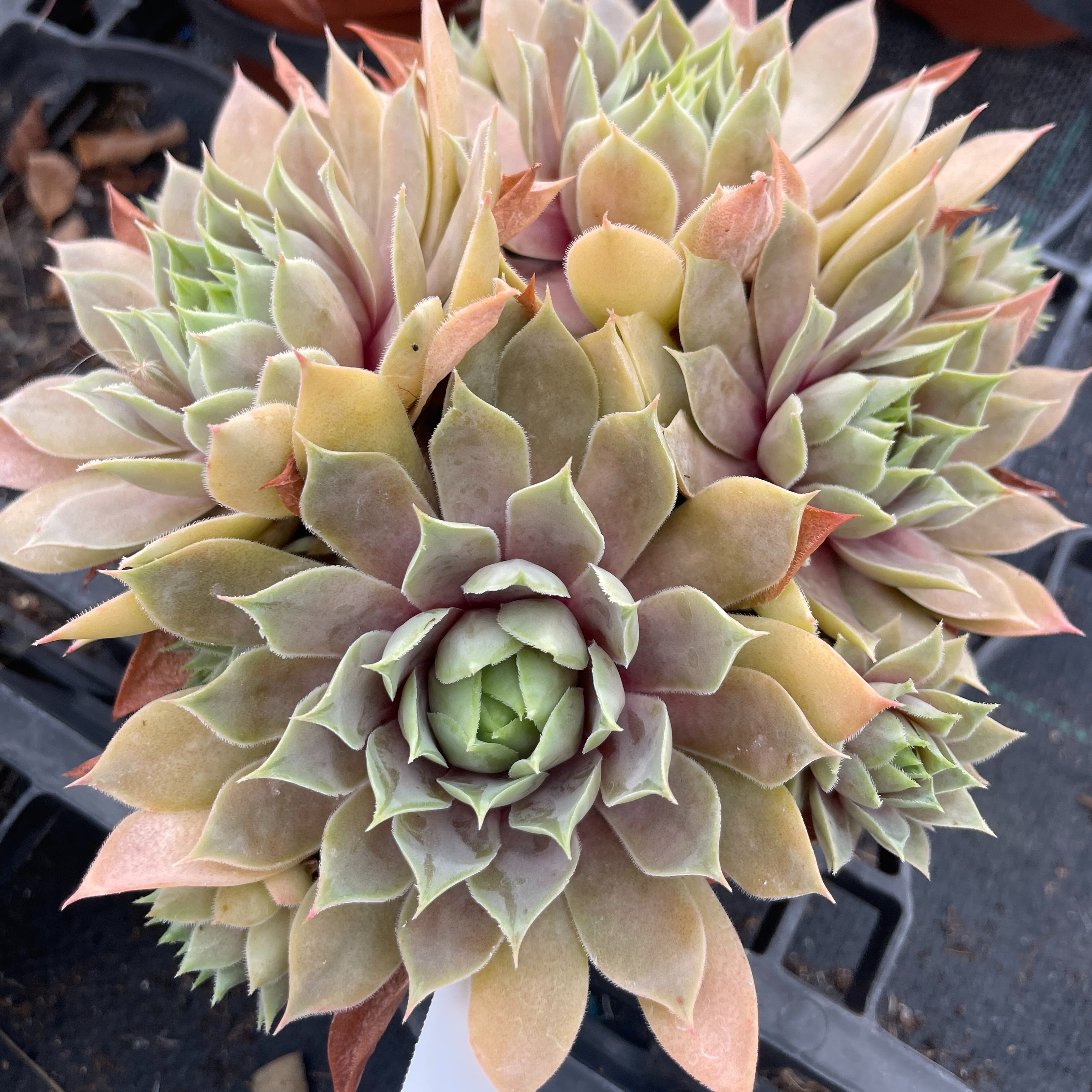 Sempervivum 'Blood Tip'