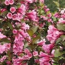 Weigelia nain pourpre - Weigela florida "Nana purpurea"