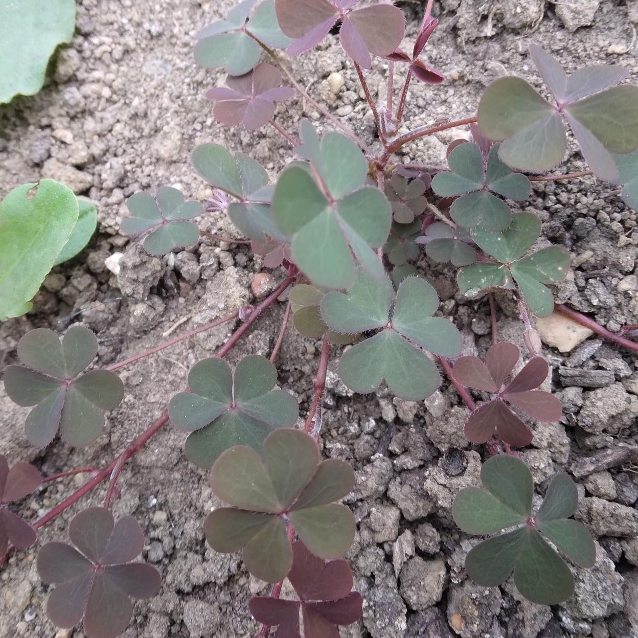 Oxalis pourpre