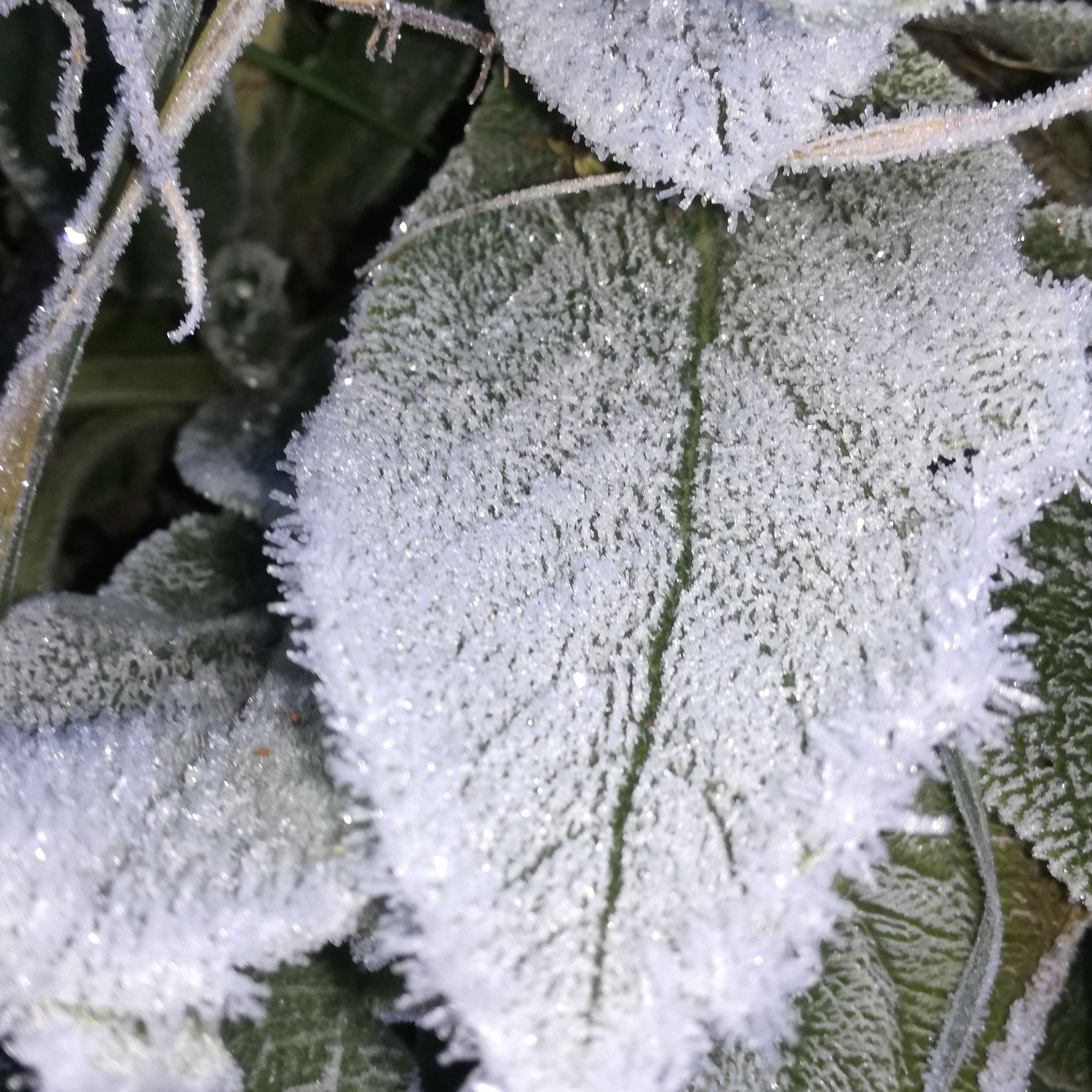 Stachys ‘Big Ears’